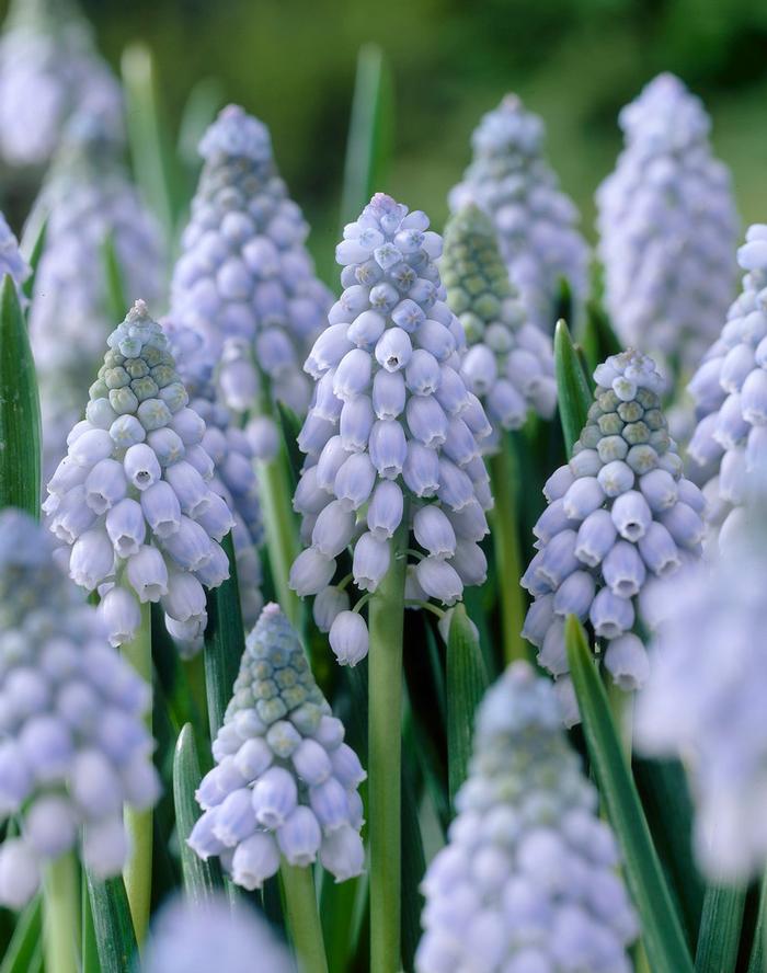 Wholesale Muscari Valerie Finnis - Grape Hyacinth | A.D.R. Bulbs