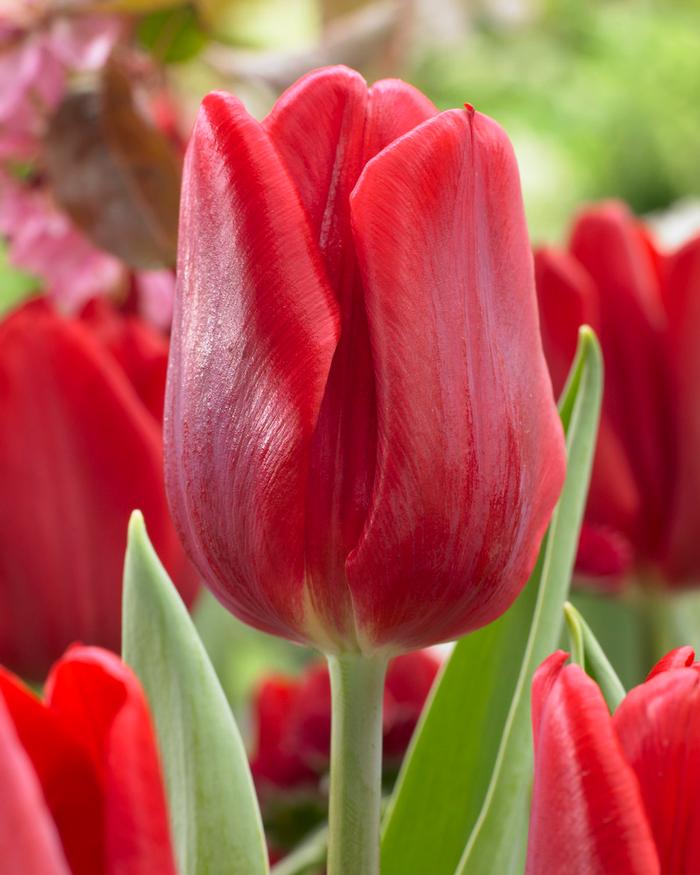 Wholesale Tulipa Single Early 'Ruby Prince' - Tulip | A.D.R. Bulbs