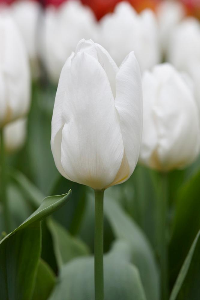 Wholesale Tulipa Single Early 'White Prince' - Tulip | A.D.R. Bulbs