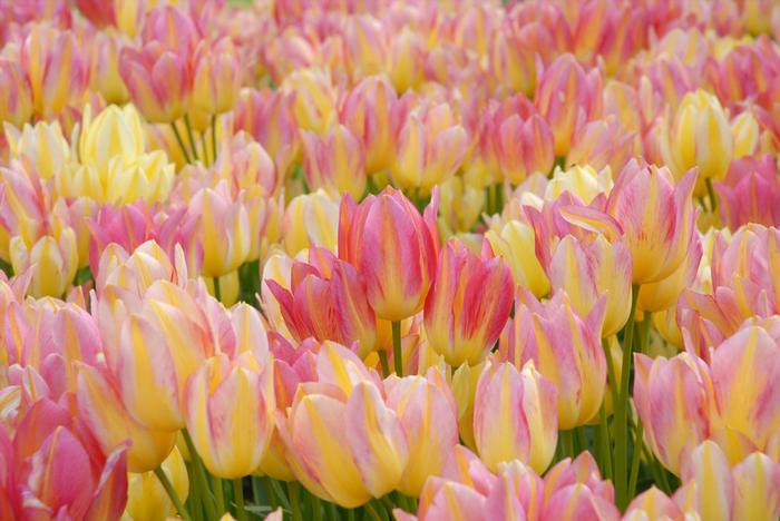 Wholesale Tulipa Bunch Flowering 'Antoinette' - Tulip | A.D.R. Bulbs