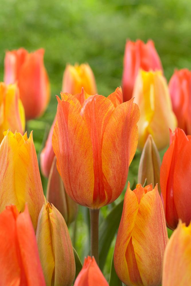 Wholesale Tulipa Single Late 'El Nino' - Tulip | A.D.R. Bulbs