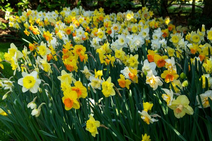 Wholesale Narcissi Long-lasting 'Large Flowering Mixture' - Daffodil | A.D.R. Bulbs