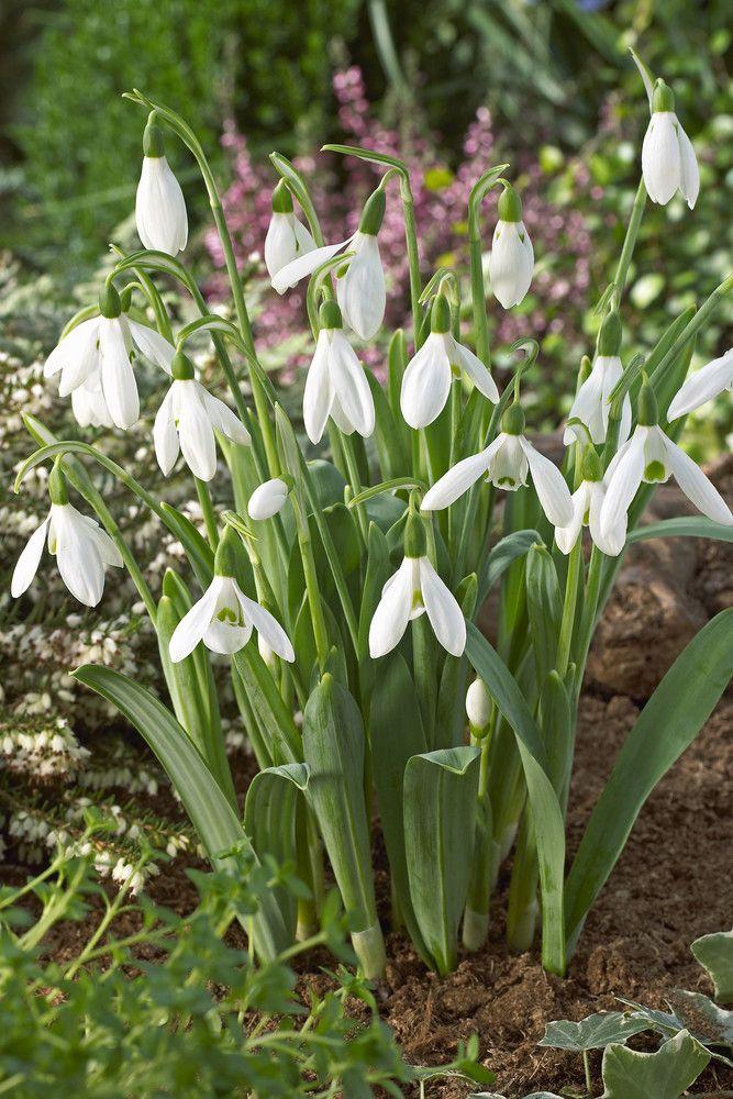 Wholesale Galanthus Single 'Woronowii' - Snowdrop | A.D.R. Bulbs