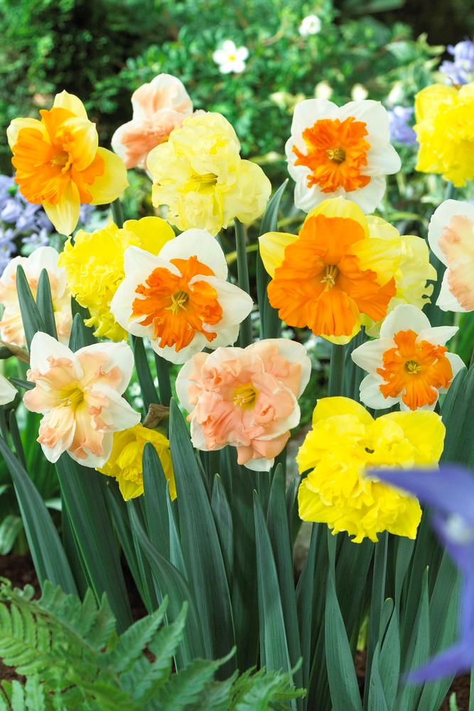 Wholesale Narcissi Butterfly 'Mixture' - Daffodil | A.D.R. Bulbs