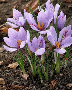 Wholesale Crocus Autumn Flowering 'Sativus' (Saffron Crocus) - Crocus | A.D.R. Bulbs