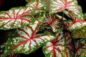 Wholesale Caladium Fancy Leaf 'Tapestry' (Ships in Spring) - Caladium | A.D.R. Bulbs