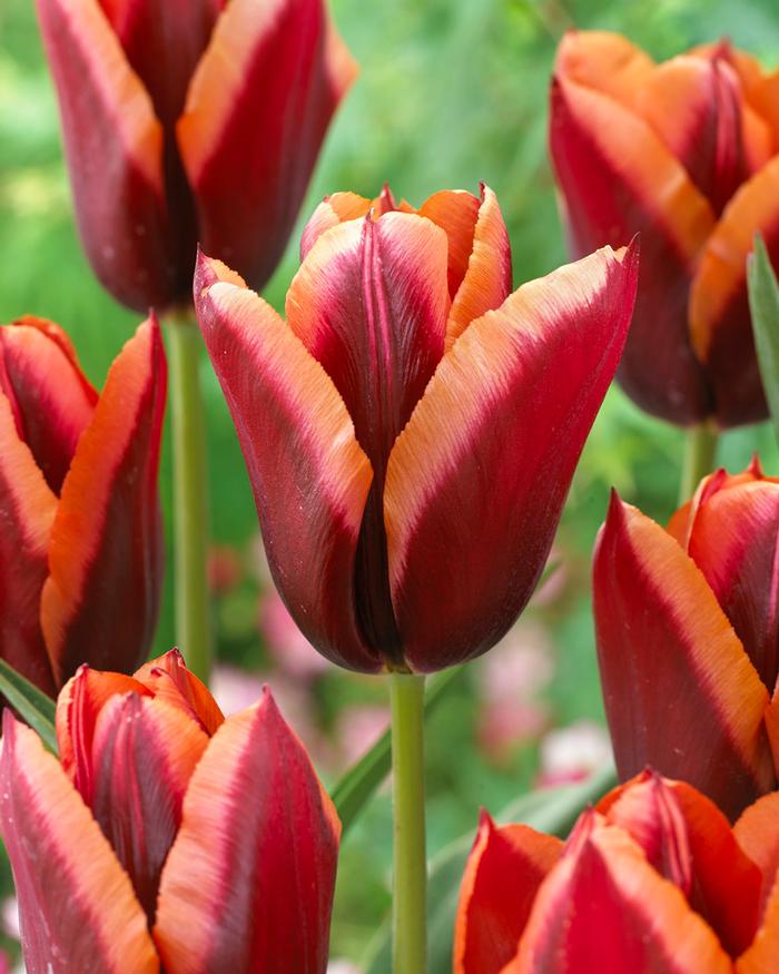 Wholesale Tulipa Triumph 'Slawa' - Tulip | A.D.R. Bulbs