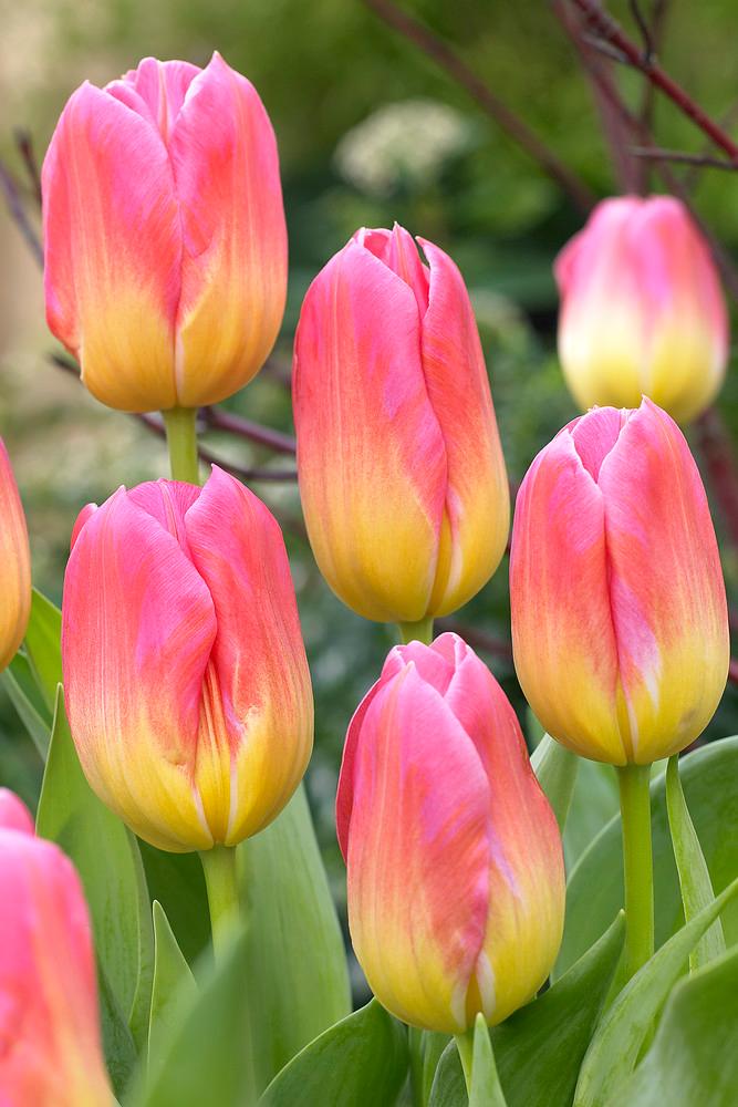 Wholesale Tulipa Triumph 'Tom Pouce' - Tulip | A.D.R. Bulbs