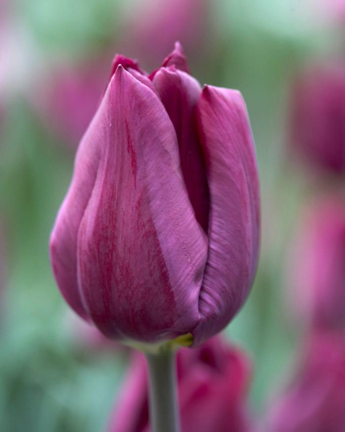 Wholesale Tulipa Single Late 'Purple Lady' - Tulip | A.D.R. Bulbs