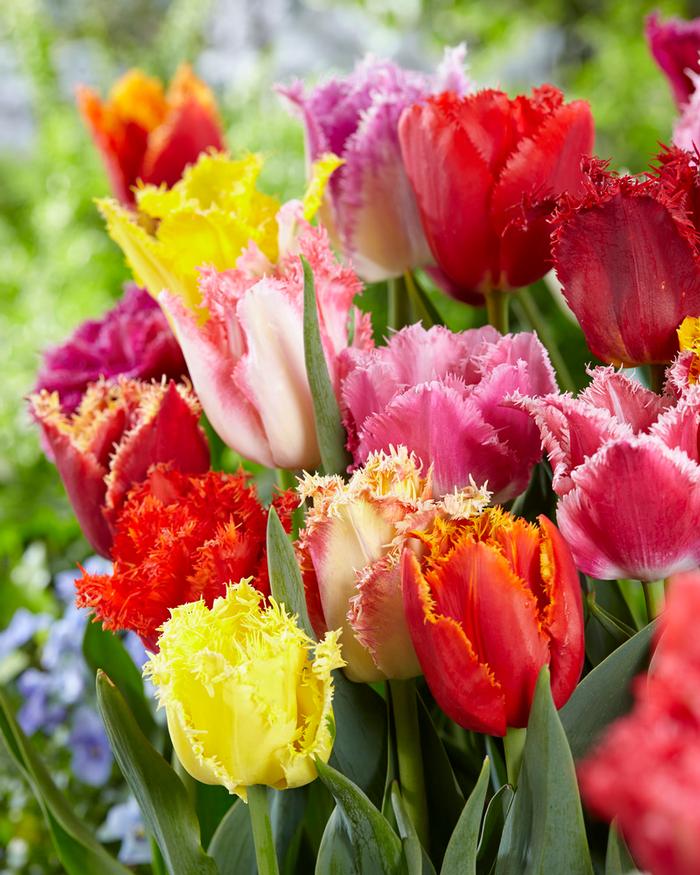 Wholesale Tulipa Fringed 'Fringed Mixture' - Tulip | A.D.R. Bulbs