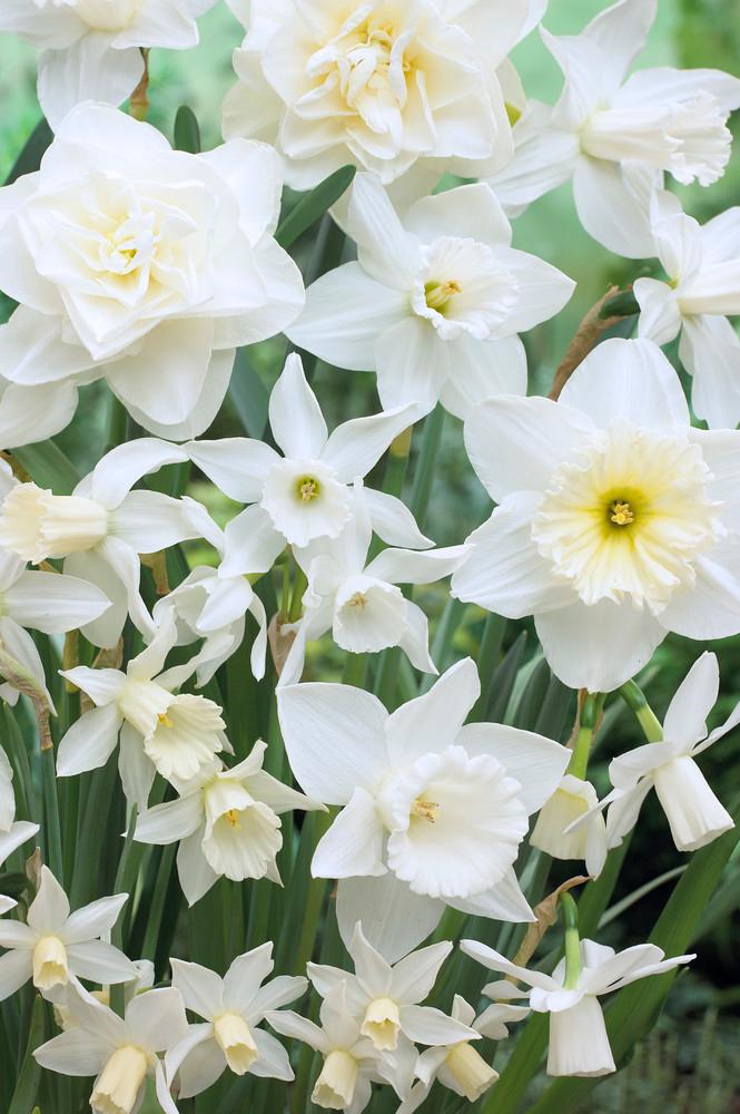 Wholesale Narcissi Long-lasting 'Holland Mixture' - Daffodil | A.D.R. Bulbs