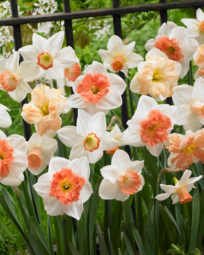 Wholesale Narcissi Long-lasting 'Rotterdam Mixture' - Daffodil | A.D.R. Bulbs