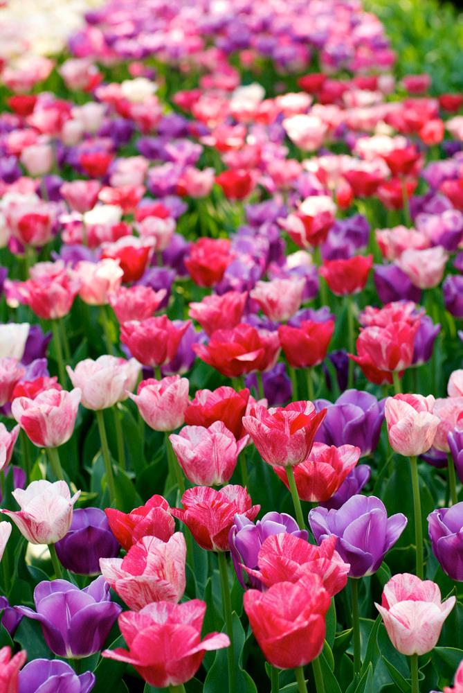 Wholesale Tulipa Triumph 'Changing Colors Mixture' - Tulip | A.D.R. Bulbs