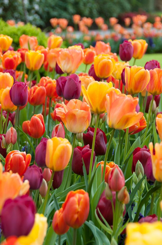 Wholesale Tulipa Triumph 'Blushing Purple Mixture' - Tulip | A.D.R. Bulbs