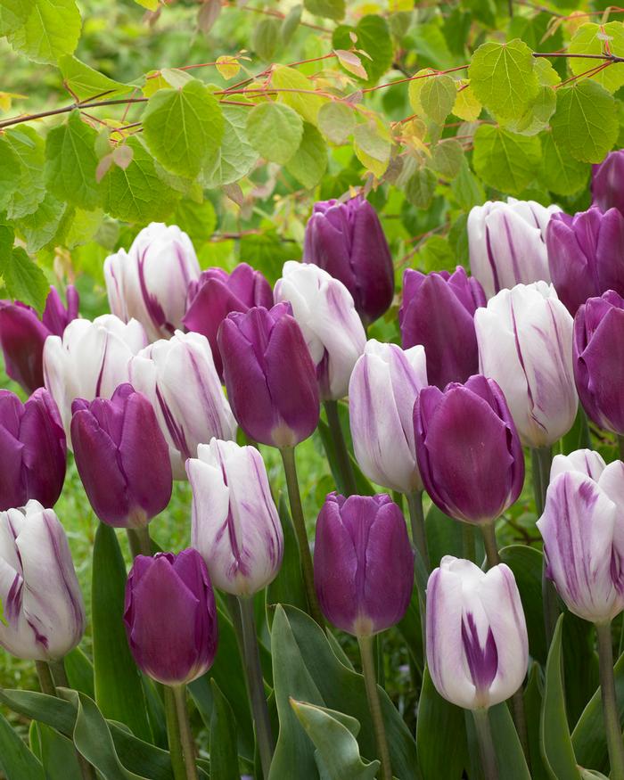 Wholesale Tulipa Triumph 'Flaming Purple Mixture' - Tulip | A.D.R. Bulbs