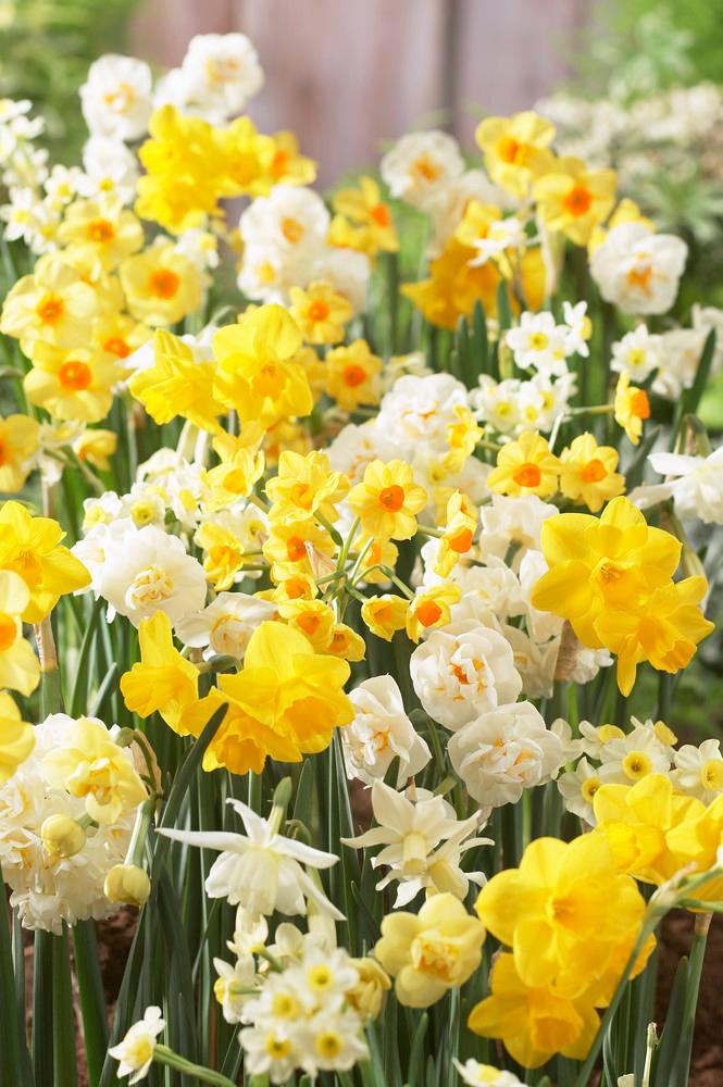 Wholesale Narcissi Long-lasting 'Fragrant Mixture' - Daffodil | A.D.R. Bulbs