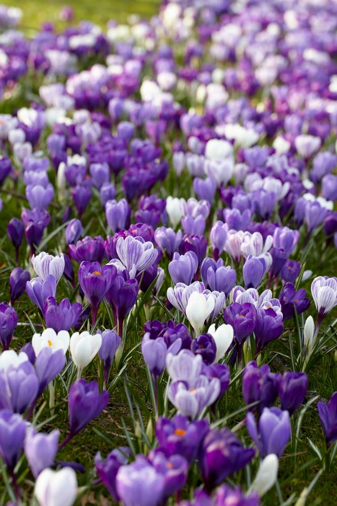 Wholesale Crocus Large Flowering 'Blue Moon Mixture' - Crocus | A.D.R. Bulbs