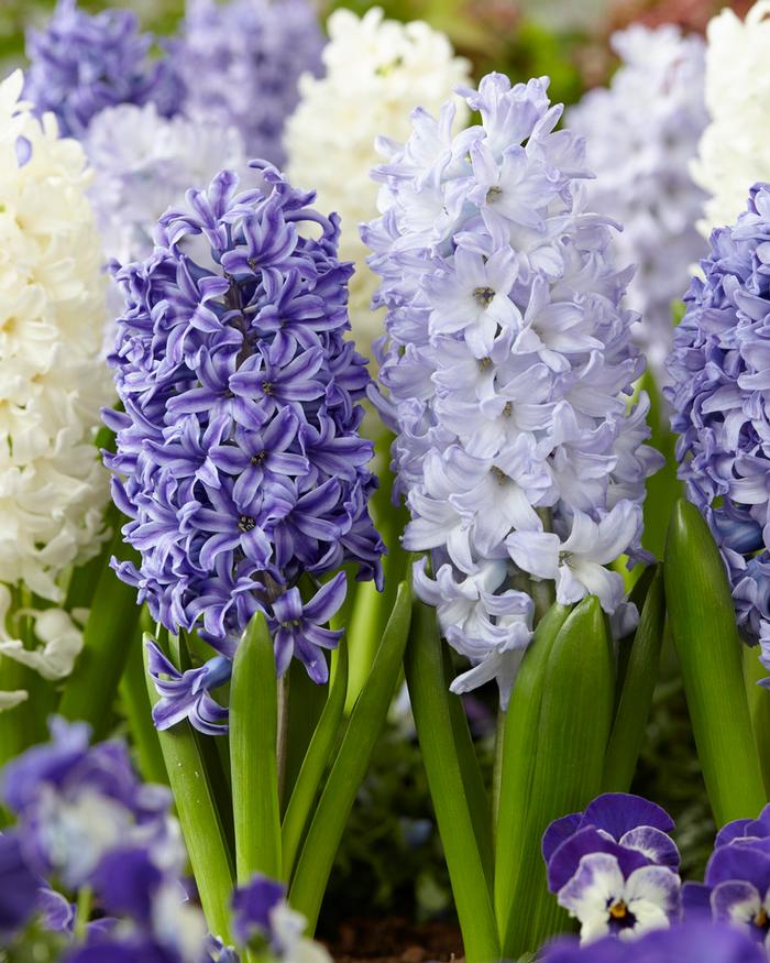 Wholesale Hyacinthus Orientalis 'Mixture The Blues' - Hyacinth | A.D.R. Bulbs