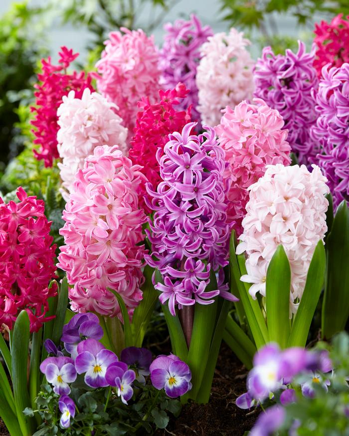 Wholesale Hyacinthus Orientalis 'Mixture The Pinks' - Hyacinth | A.D.R. Bulbs