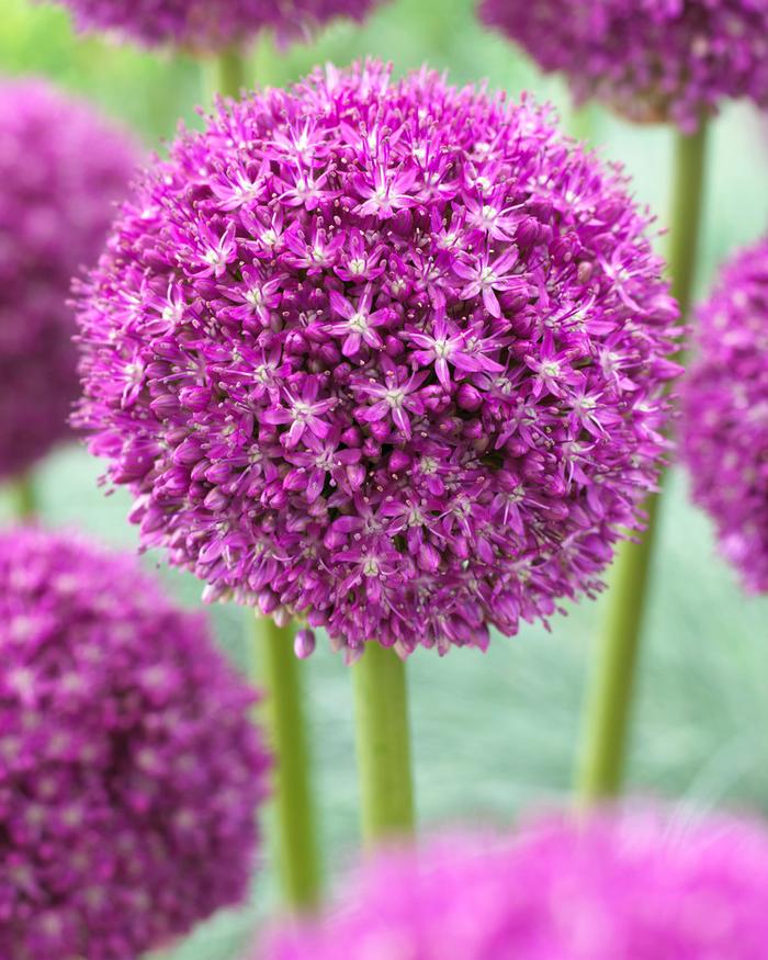 Wholesale Allium Giant 'Ambassador' - Ornamental Onion | A.D.R. Bulbs