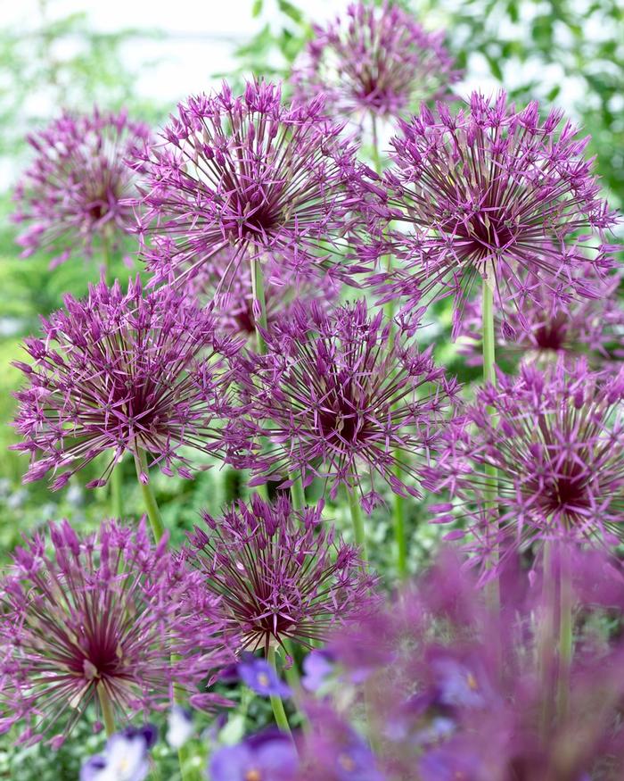 Wholesale Allium Tall 'Purple Rain' - Ornamental Onion | A.D.R. Bulbs