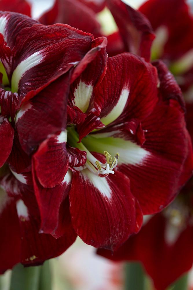 Wholesale Amaryllis Dutch 'Barbados' - Amaryllis | A.D.R. Bulbs