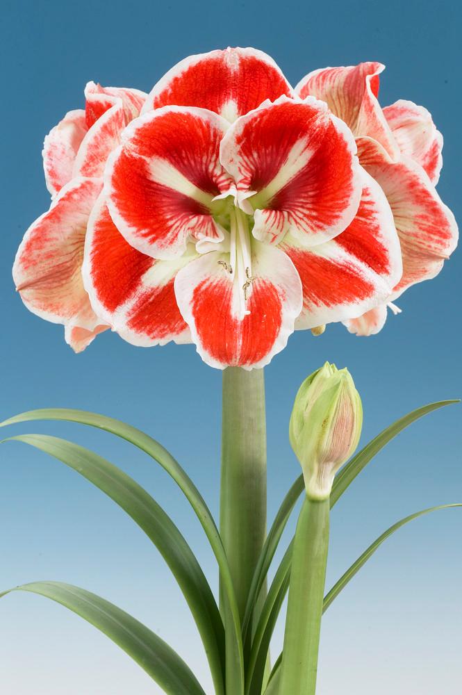 Wholesale Amaryllis Dutch 'Samba' - Amaryllis | A.D.R. Bulbs