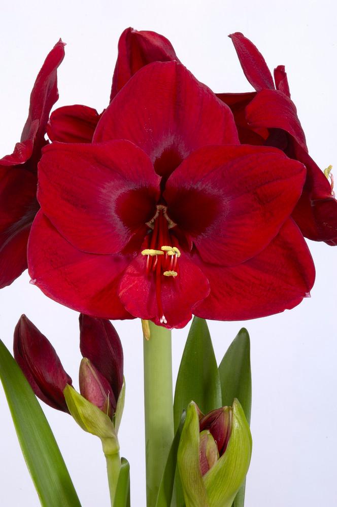 Wholesale Amaryllis Dutch 'Carmen' - Amaryllis | A.D.R. Bulbs