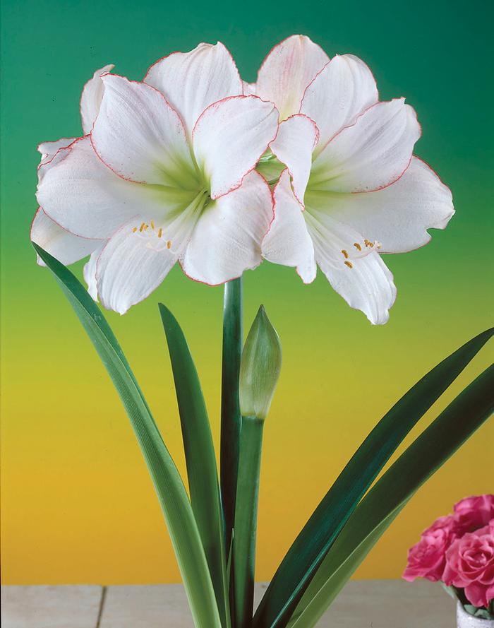 Wholesale Amaryllis Dutch 'Picotee' - Amaryllis | A.D.R. Bulbs