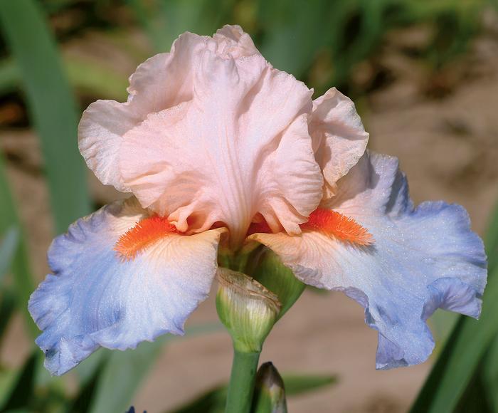 Wholesale Iris Germanica 'French Cancan' - Bearded Iris | A.D.R. Bulbs