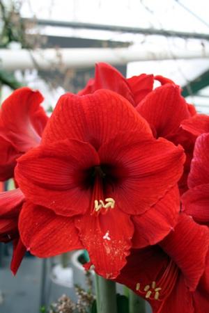 Wholesale Amaryllis Peruvian 'Olaf' - Amaryllis | A.D.R. Bulbs