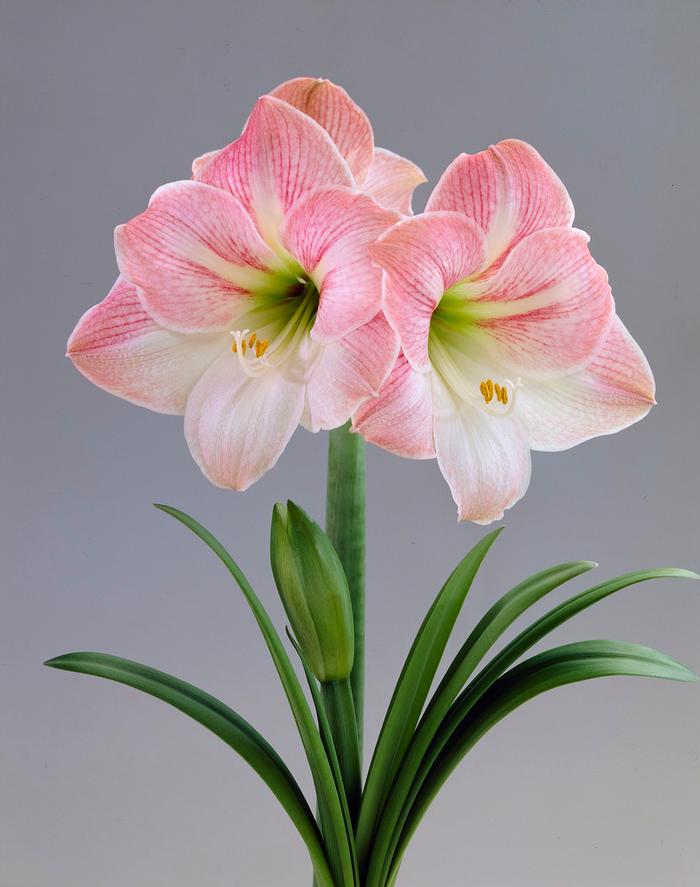 Wholesale Amaryllis Dutch 'Apple Blossom' - Amaryllis | A.D.R. Bulbs