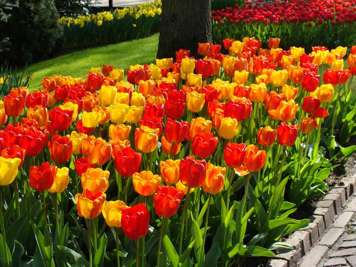 Wholesale Tulipa Darwin Hybrid 'Apeldoorn Mixture' - Tulip | A.D.R. Bulbs