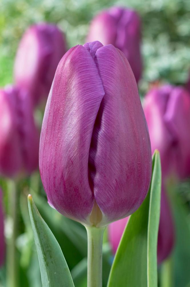 Wholesale Tulipa Triumph 'Purple Flag' - Tulip | A.D.R. Bulbs