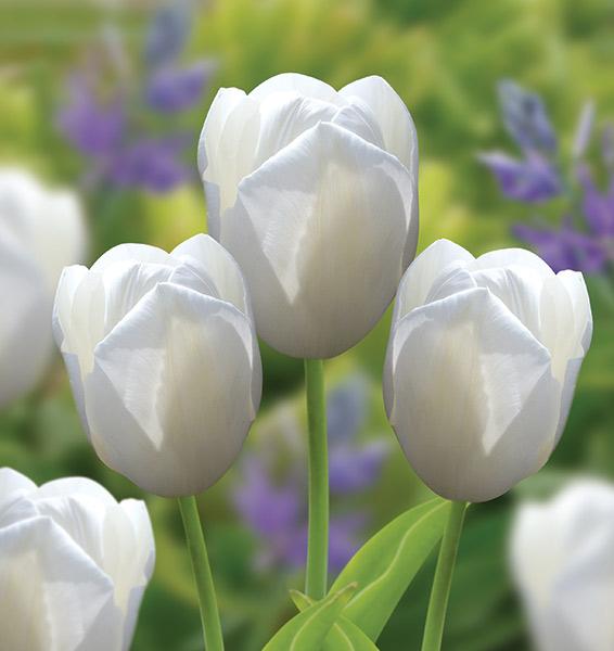 Wholesale Tulipa Single Late 'Catherina' - Tulip | A.D.R. Bulbs