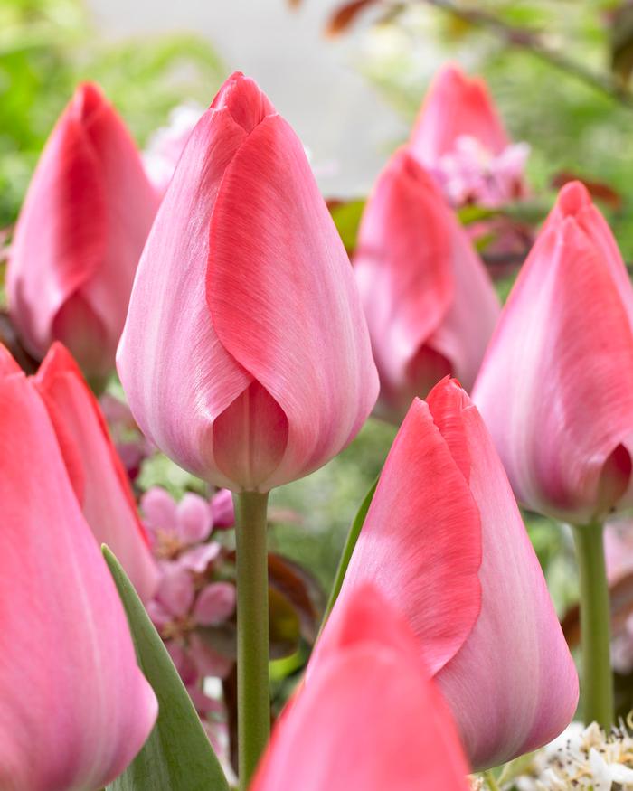 Wholesale Tulipa Darwin Hybrid 'Van Eyk' - Tulip | A.D.R. Bulbs