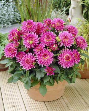 Wholesale Dahlia Melody 'Lizza' (Ships in Spring) - Dahlia | A.D.R. Bulbs