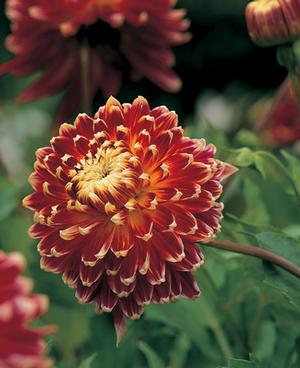 Wholesale Dahlia Dinnerplate 'Akita' (Ships in Spring) - Dahlia | A.D.R. Bulbs