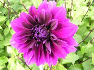 Wholesale Dahlia Dinnerplate 'Thomas A. Edison' (Ships in Spring) - Dahlia | A.D.R. Bulbs