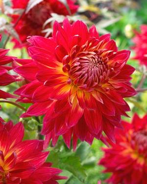 Wholesale Dahlia Dinnerplate 'Manhattan Island' (Ships in Spring) - Dahlia | A.D.R. Bulbs