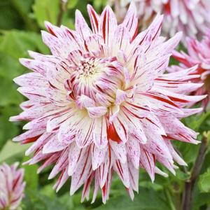 Wholesale Dahlia Dinnerplate 'Avignon' (Ships in Spring) - Dahlia | A.D.R. Bulbs