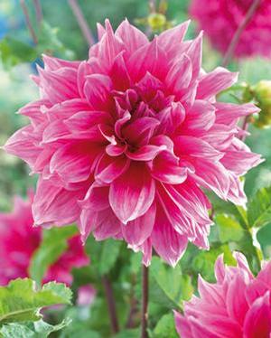 Wholesale Dahlia Dinnerplate 'Emory Paul' (Ships in Spring) - Dahlia | A.D.R. Bulbs