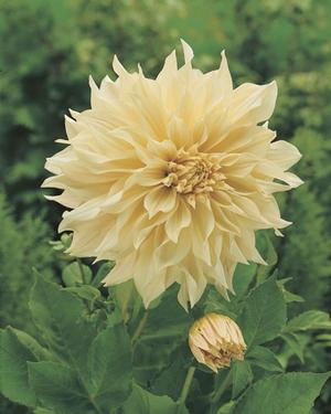 Wholesale Dahlia Dinnerplate 'Cafe au Lait' (Ships in Spring) - Dahlia | A.D.R. Bulbs