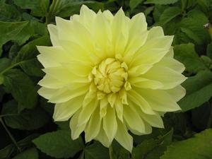 Wholesale Dahlia Dinnerplate 'Kelvin Floodlight' (Ships in Spring) - Dahlia | A.D.R. Bulbs