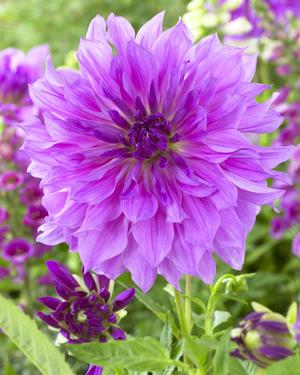 Wholesale Dahlia Dinnerplate 'Lavender Ruffles' (Ships in Spring) - Dahlia | A.D.R. Bulbs