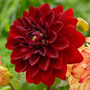 Wholesale Dahlia Dinnerplate 'Mingus Alex' (Ships in Spring) - Dahlia | A.D.R. Bulbs