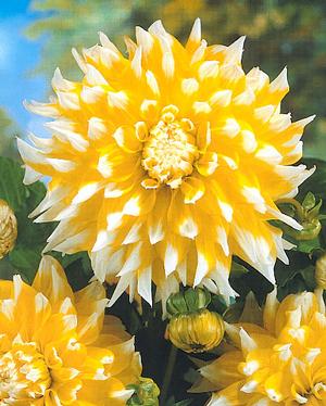 Wholesale Dahlia Dinnerplate 'Grand Prix' (Ships in Spring) - Dahlia | A.D.R. Bulbs