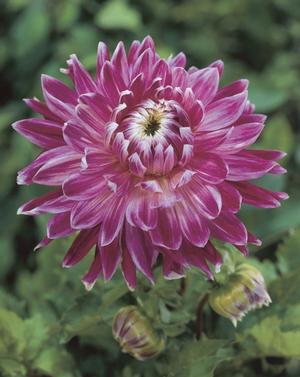 Wholesale Dahlia Dinnerplate 'Vancouver' (Ships in Spring) - Dahlia | A.D.R. Bulbs