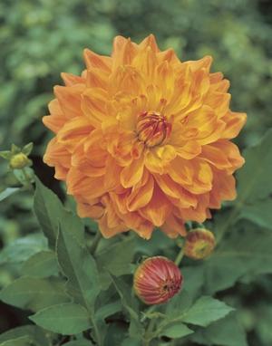 Wholesale Dahlia Dinnerplate 'Ace Summer Sunset' (Ships in Spring) - Dahlia | A.D.R. Bulbs