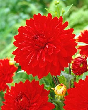 Wholesale Dahlia Decorative 'Garden Wonder' (Ships in Spring) - Dahlia | A.D.R. Bulbs